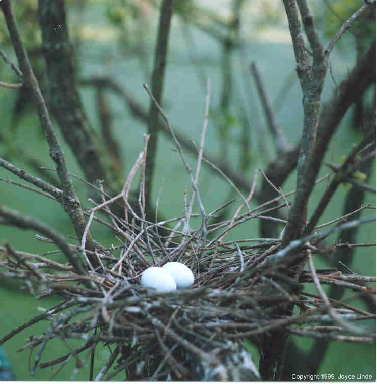 Egret Eggs